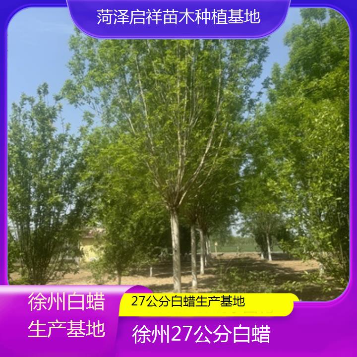 徐州27公分白蜡生产基地-榜单一览