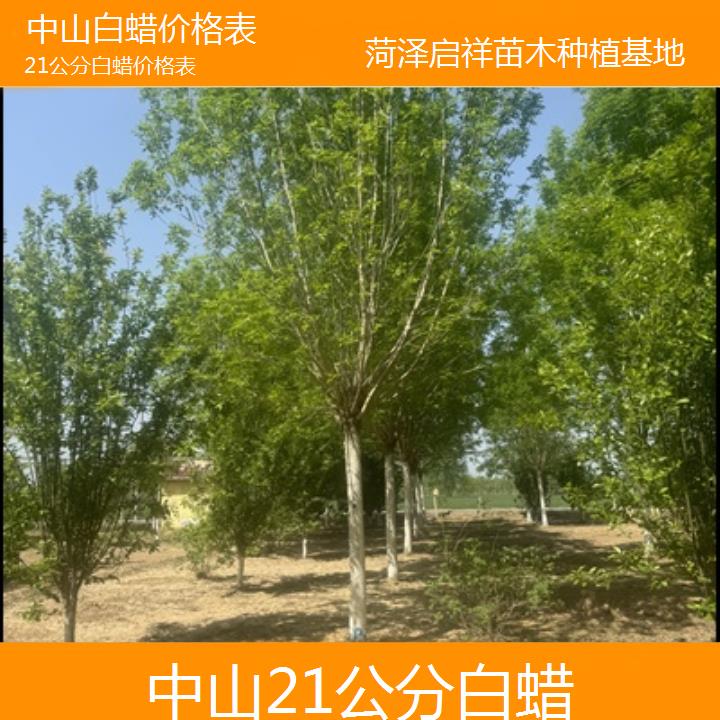 中山21公分白蜡价格表-榜单一览