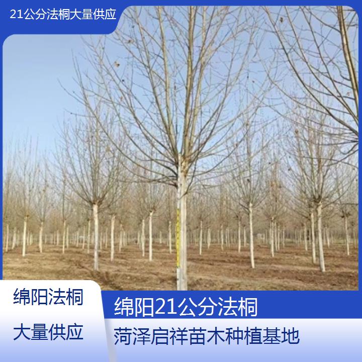 绵阳21公分法桐大量供应-人气排行榜