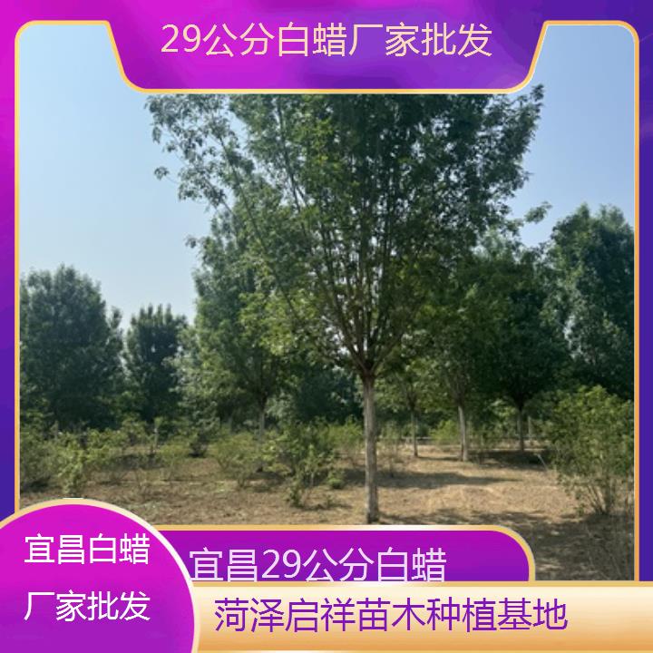 宜昌29公分白蜡厂家批发-榜单一览