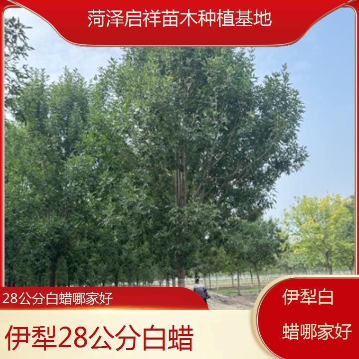 伊犁28公分白蜡哪家好-榜单一览