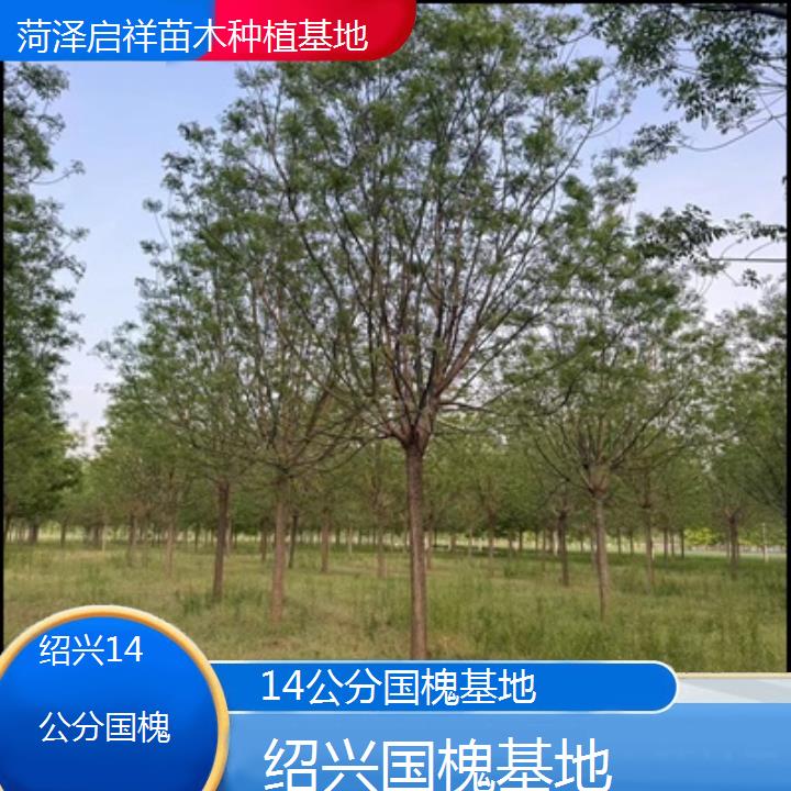 绍兴14公分国槐基地-按口碑排名