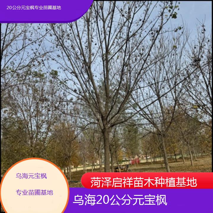 乌海20公分元宝枫专业苗圃基地-排名一览