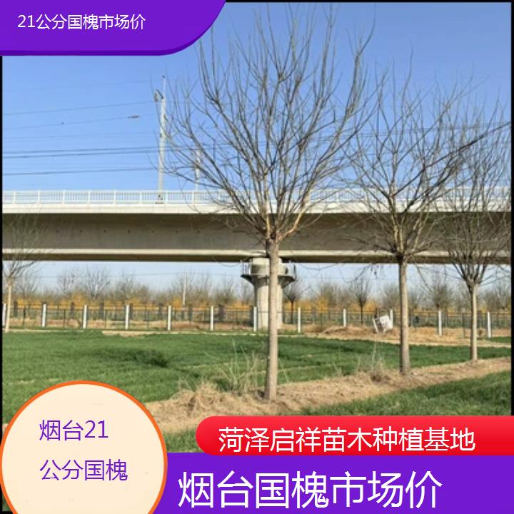 烟台21公分国槐市场价-按口碑排名