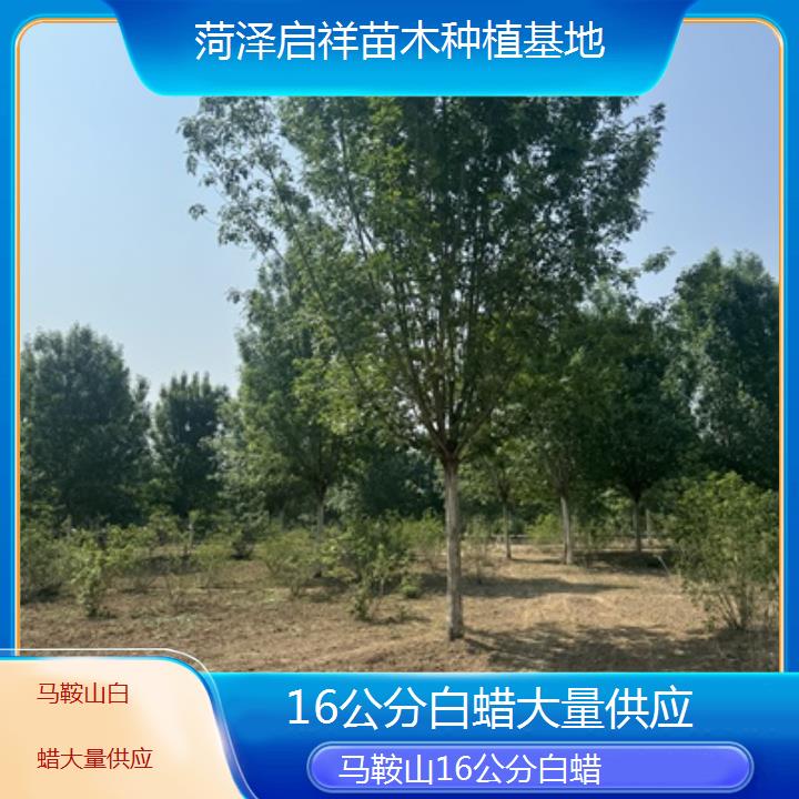 马鞍山16公分白蜡大量供应-榜单一览