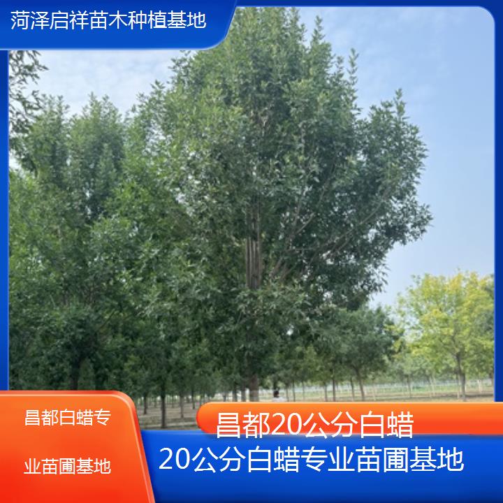 昌都20公分白蜡专业苗圃基地-榜单一览