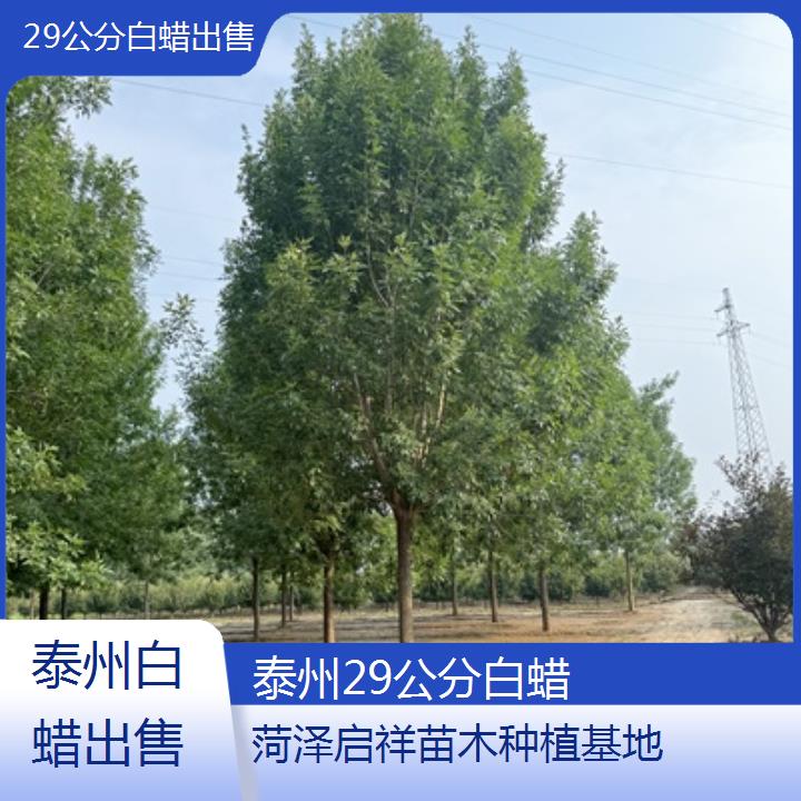 泰州29公分白蜡出售-榜单一览