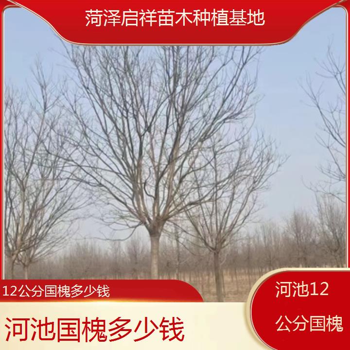 河池12公分国槐多少钱-按口碑排名