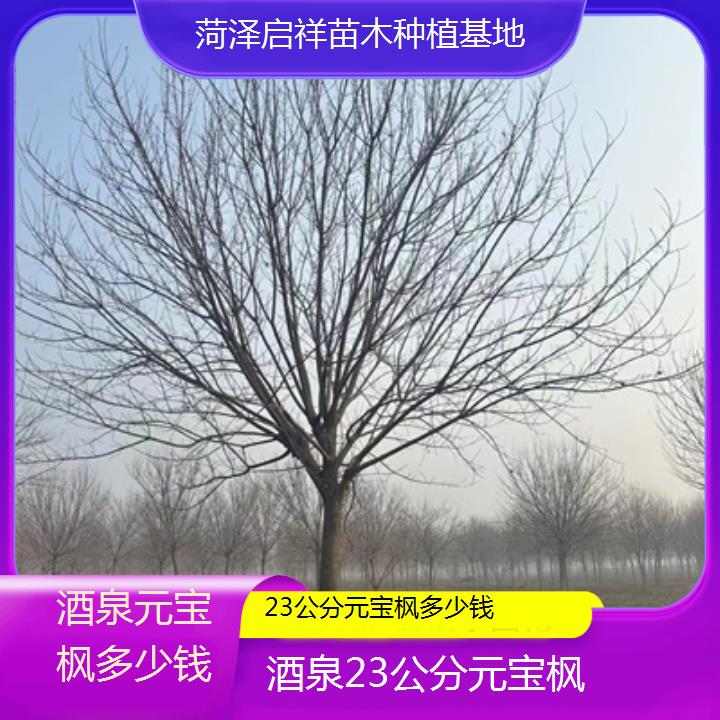 酒泉23公分元宝枫多少钱-排名一览