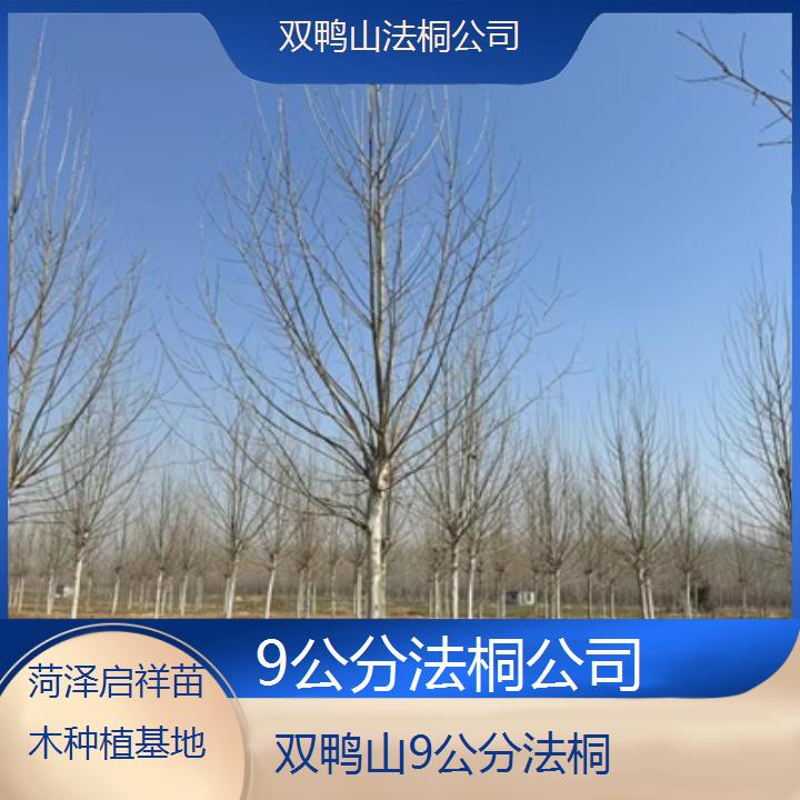 双鸭山9公分法桐公司-人气排行榜