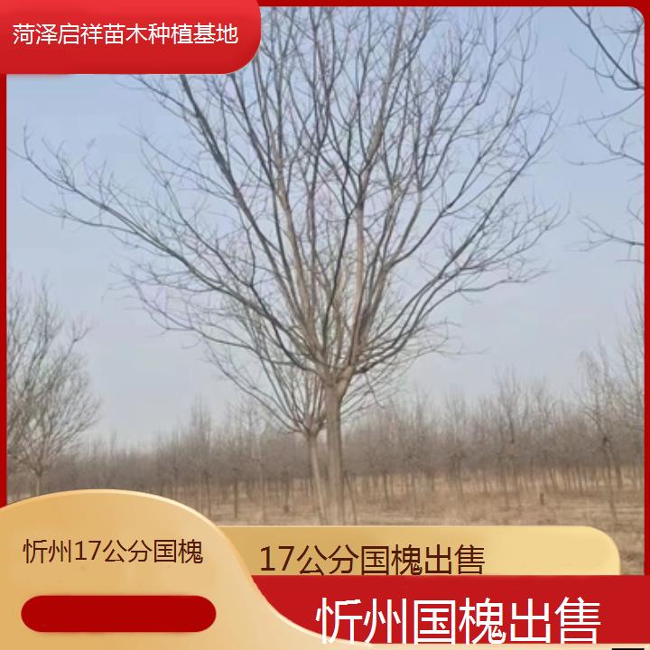 忻州17公分国槐出售-按口碑排名