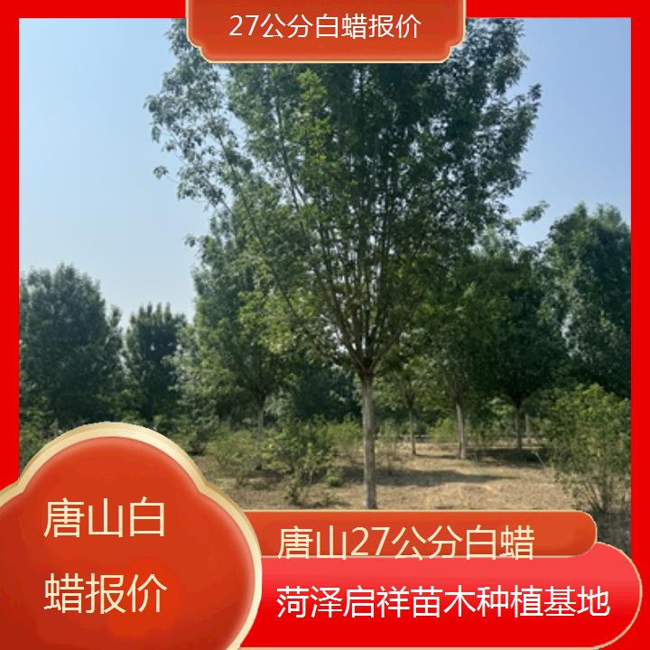 唐山27公分白蜡报价-榜单一览