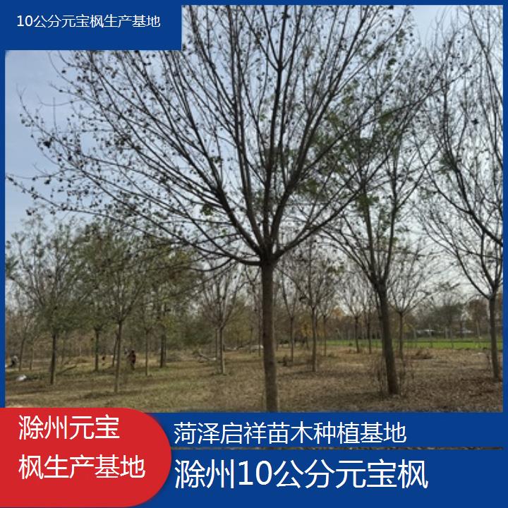 滁州10公分元宝枫生产基地-排名一览