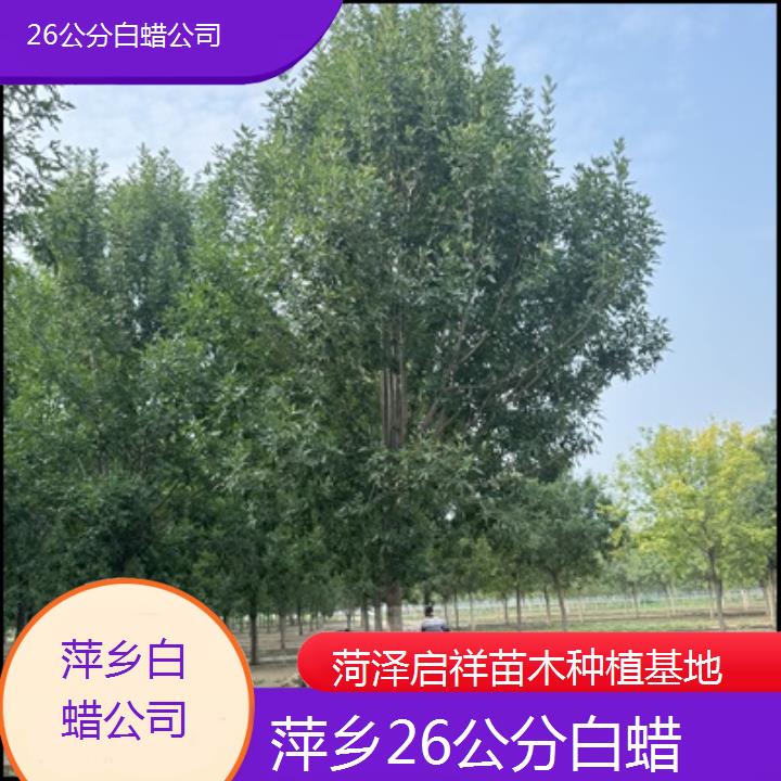 萍乡26公分白蜡公司-榜单一览