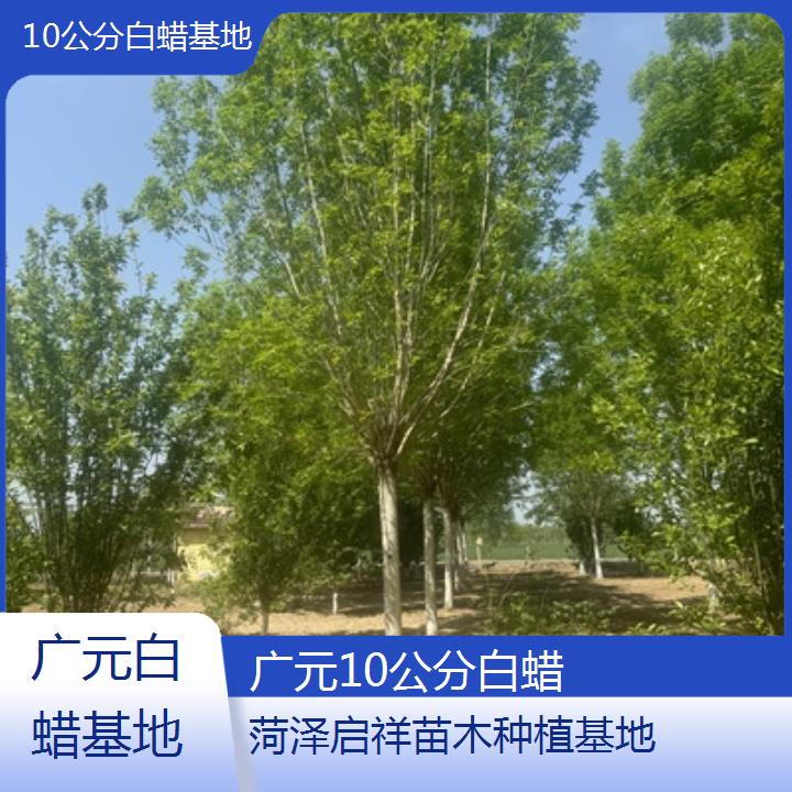 广元10公分白蜡基地-榜单一览