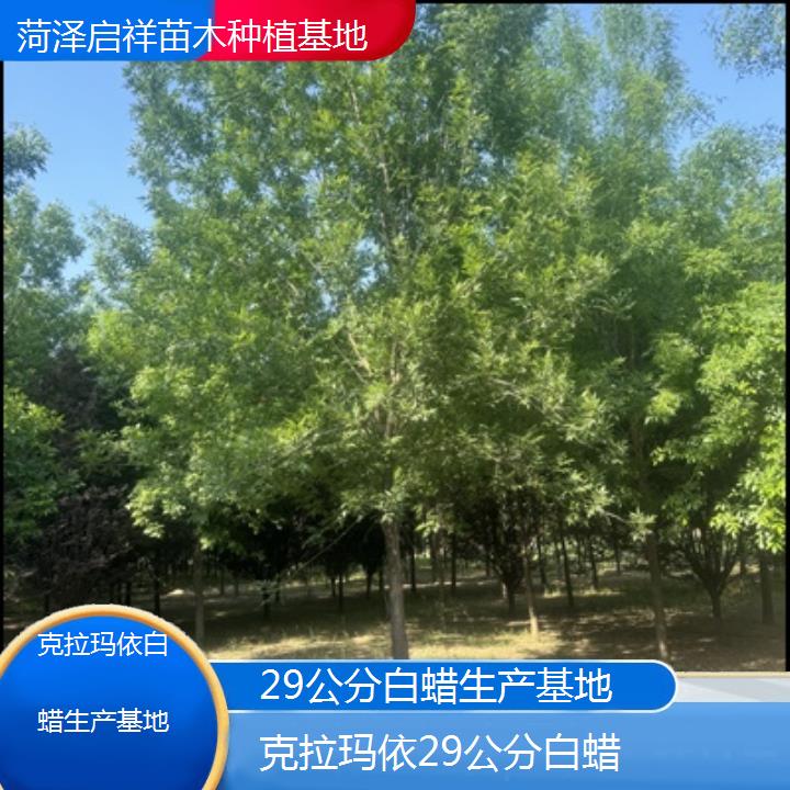 克拉玛依29公分白蜡生产基地-榜单一览