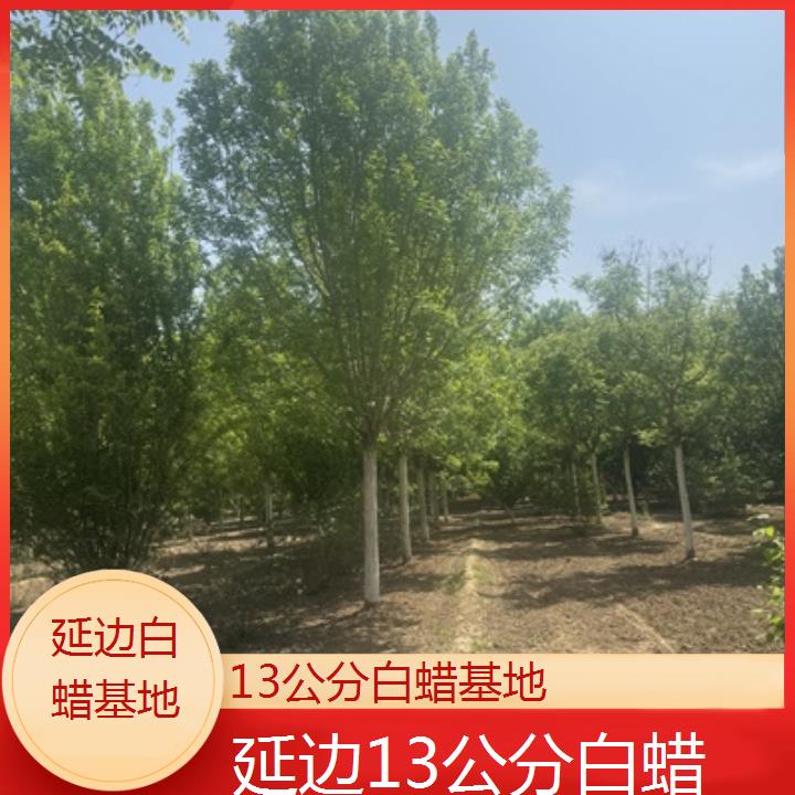 延边13公分白蜡基地-榜单一览