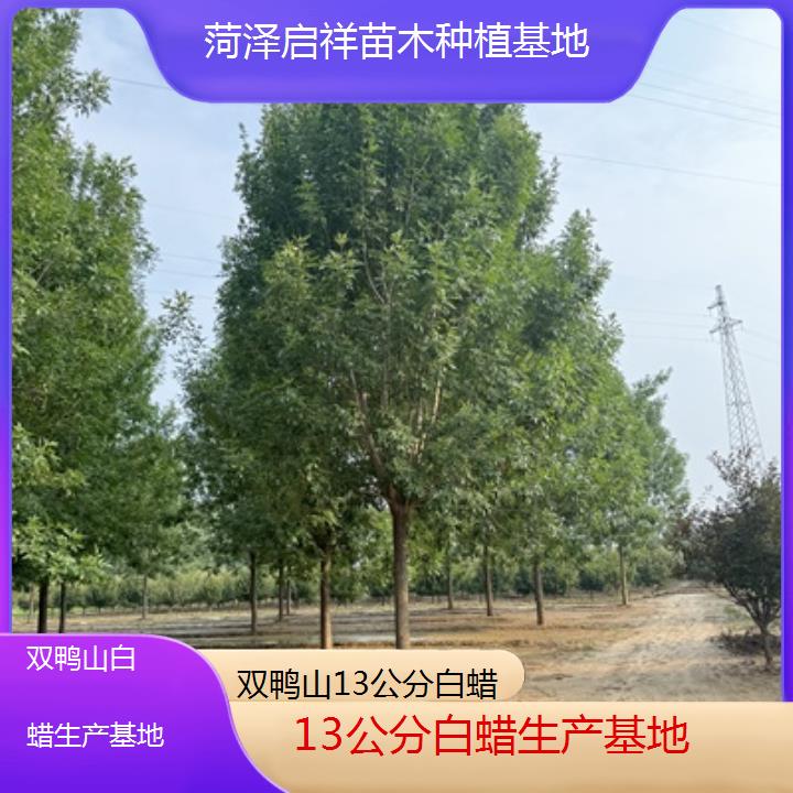 双鸭山13公分白蜡生产基地-榜单一览