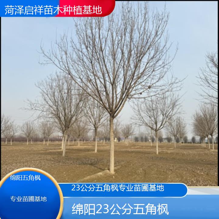 绵阳23公分五角枫专业苗圃基地-榜单汇总