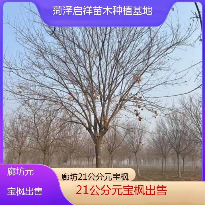 廊坊21公分元宝枫出售-排名一览