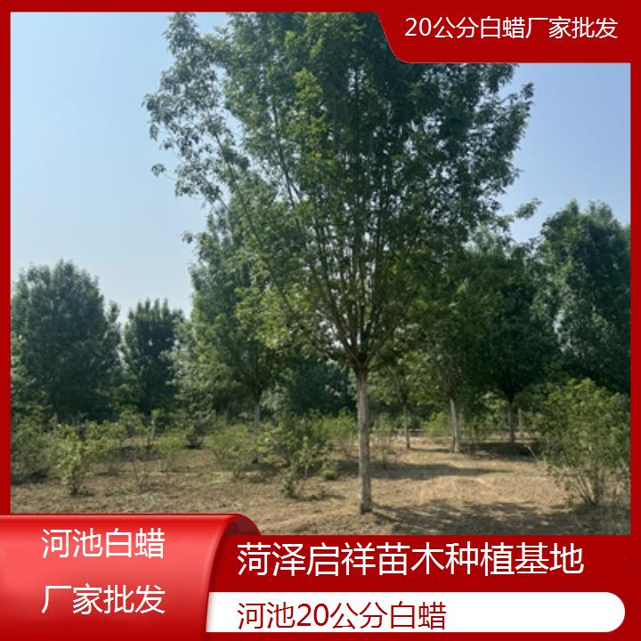 河池20公分白蜡厂家批发-榜单一览