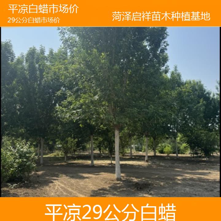 平凉29公分白蜡市场价-榜单一览