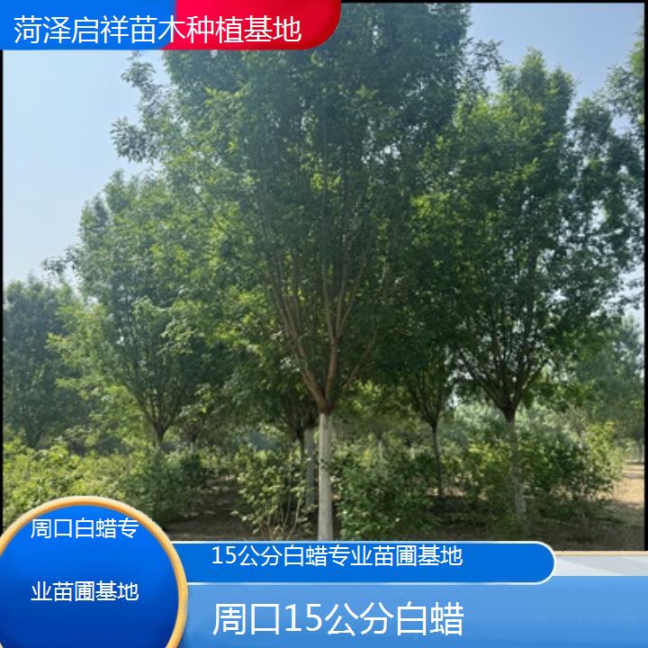 周口15公分白蜡专业苗圃基地-榜单一览