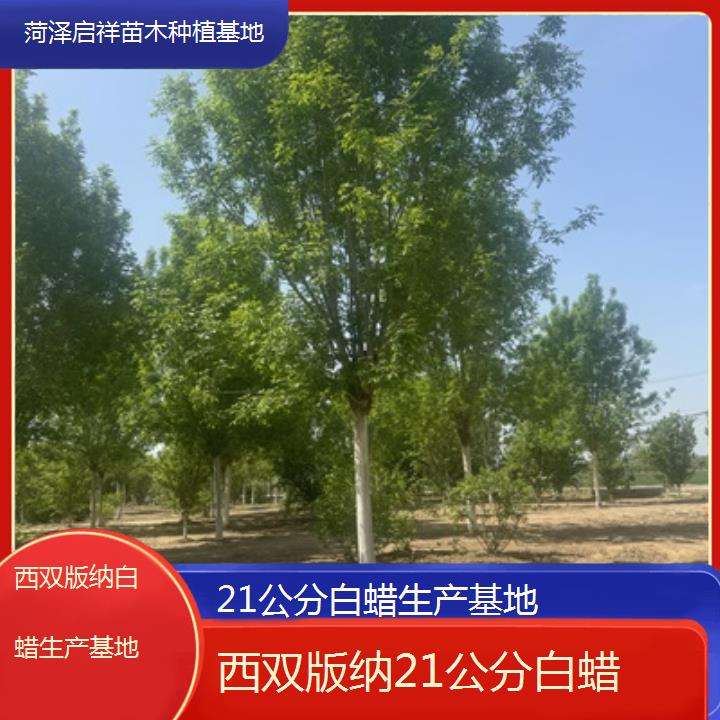 西双版纳21公分白蜡生产基地-榜单一览