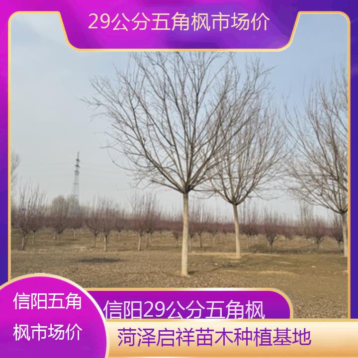 信阳29公分五角枫市场价-榜单汇总