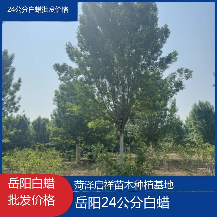 岳阳24公分白蜡批发价格-榜单一览