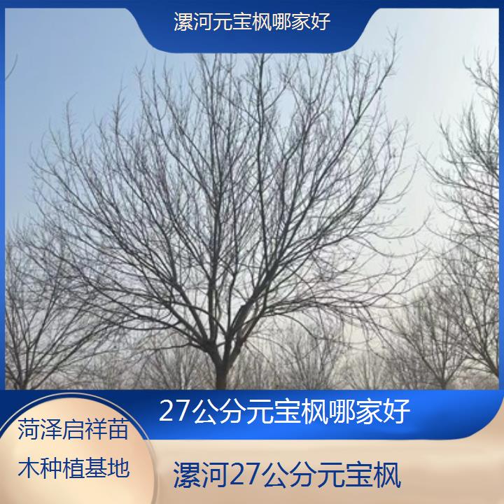 漯河27公分元宝枫哪家好-排名一览