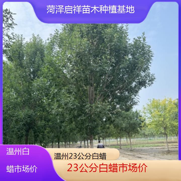 温州23公分白蜡市场价-榜单一览