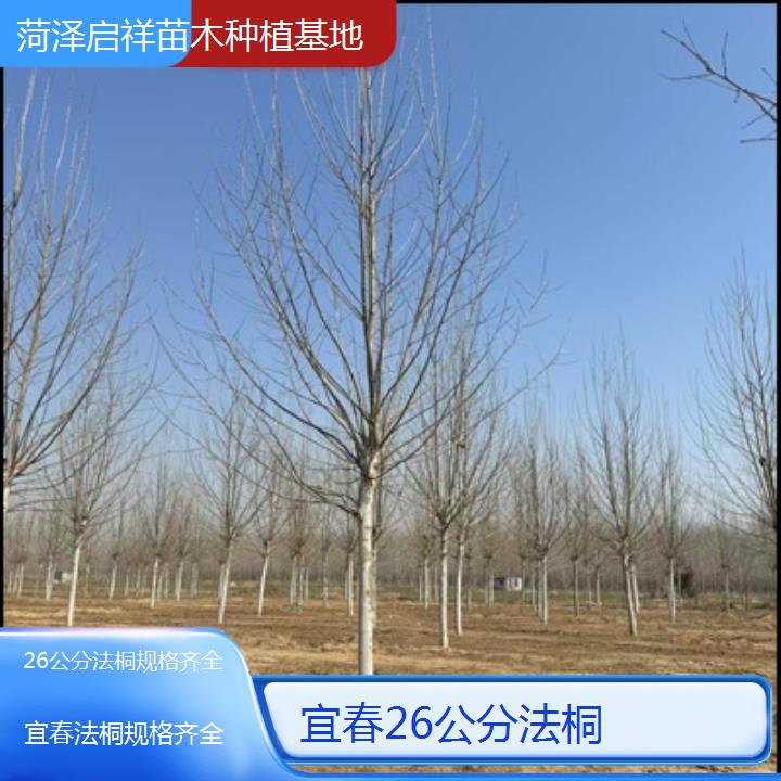 宜春26公分法桐规格齐全-人气排行榜