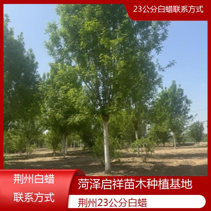 荆州23公分白蜡联系方式-榜单一览