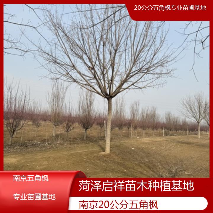 南京20公分五角枫专业苗圃基地-榜单汇总