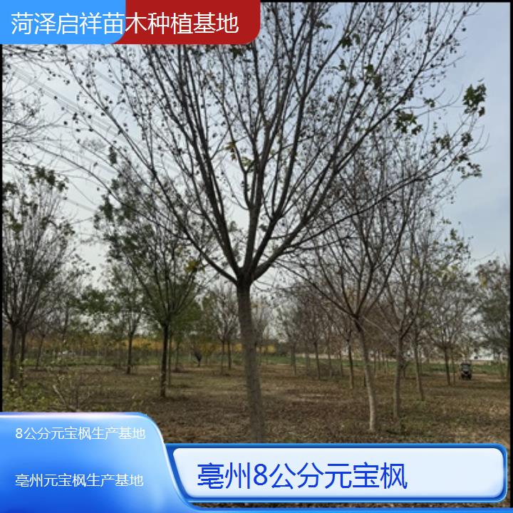 亳州8公分元宝枫生产基地-排名一览