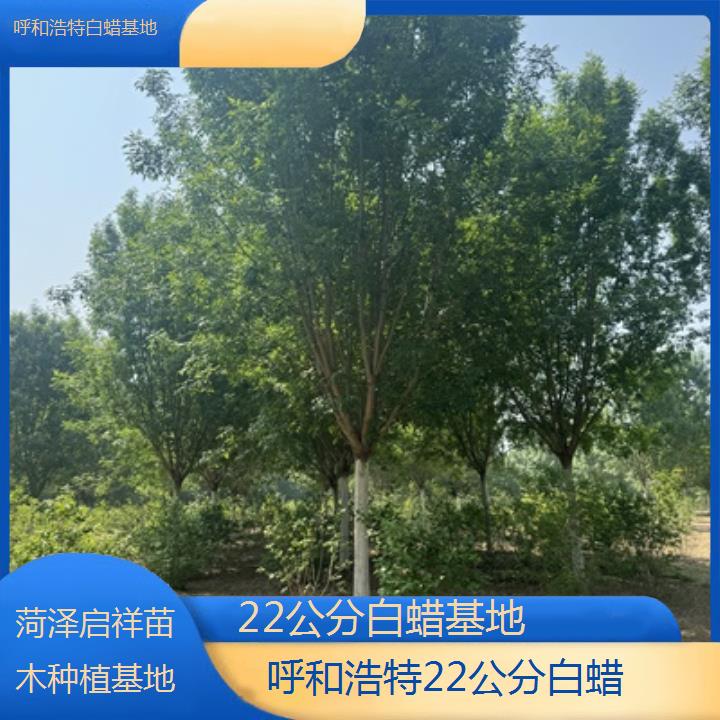 呼和浩特22公分白蜡基地-榜单一览