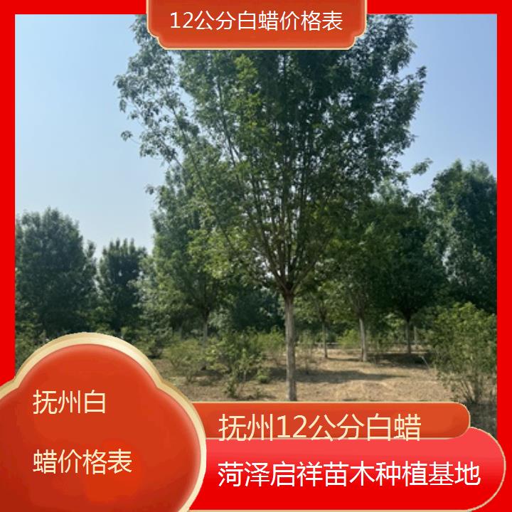 抚州12公分白蜡价格表-榜单一览