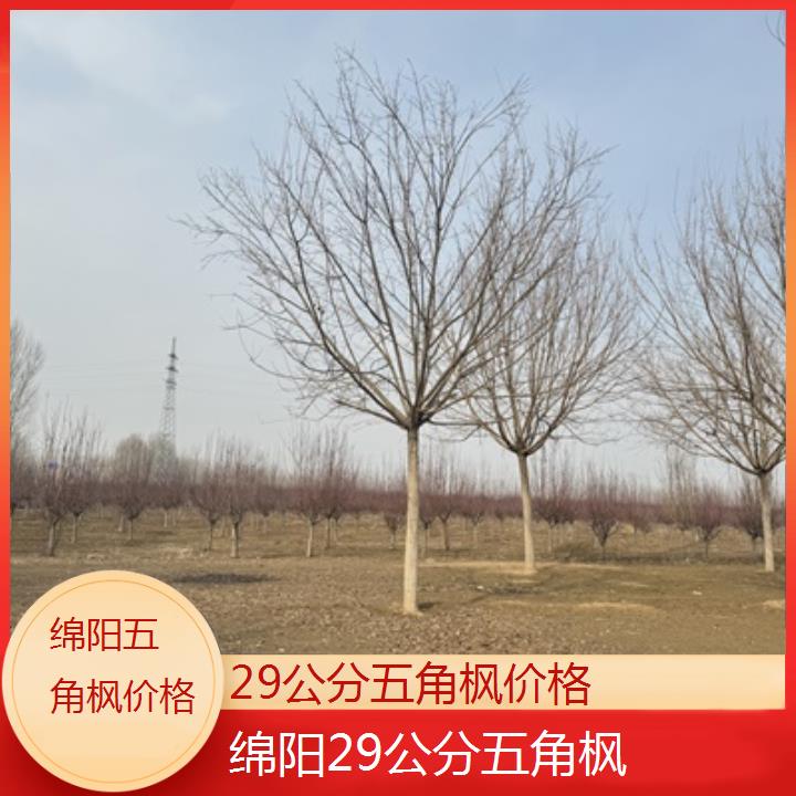 绵阳29公分五角枫价格-榜单汇总