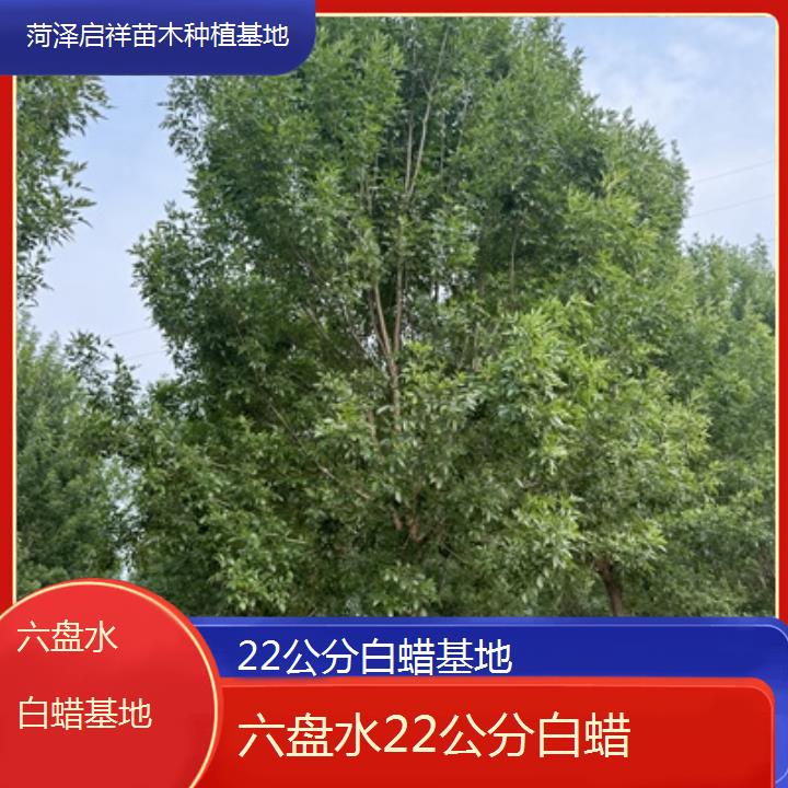 六盘水22公分白蜡基地-榜单一览