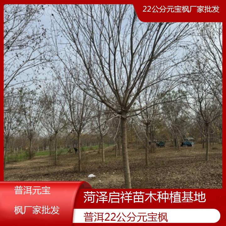 普洱22公分元宝枫厂家批发-排名一览