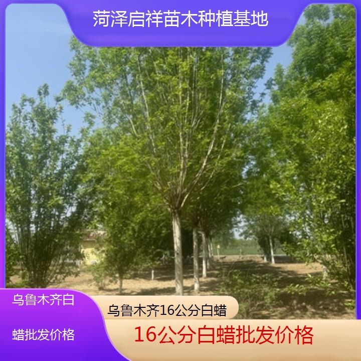 乌鲁木齐16公分白蜡批发价格-榜单一览