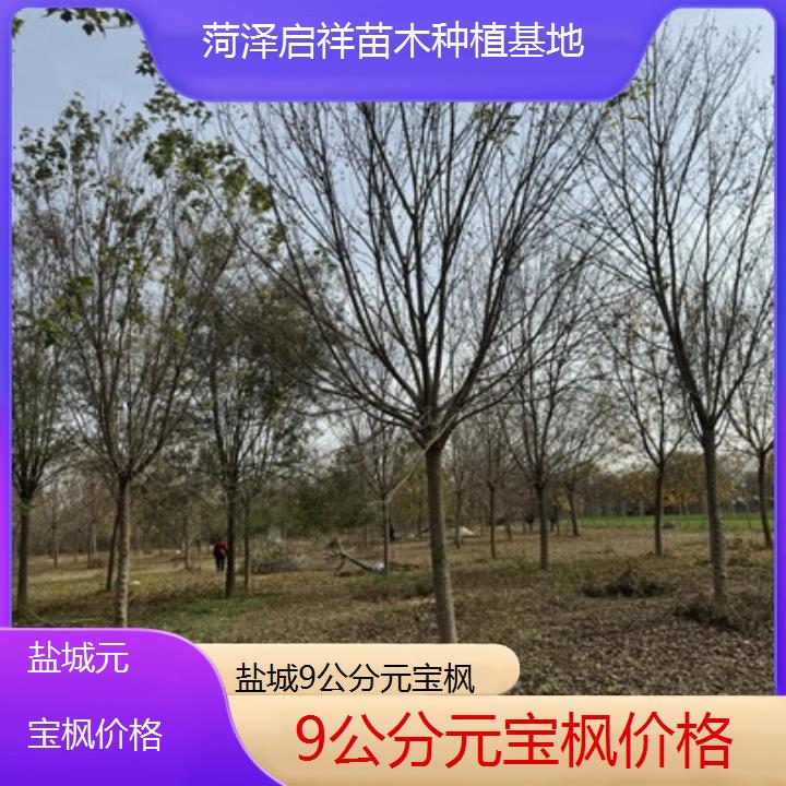 盐城9公分元宝枫价格-排名一览