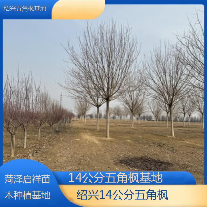 绍兴14公分五角枫基地-榜单汇总