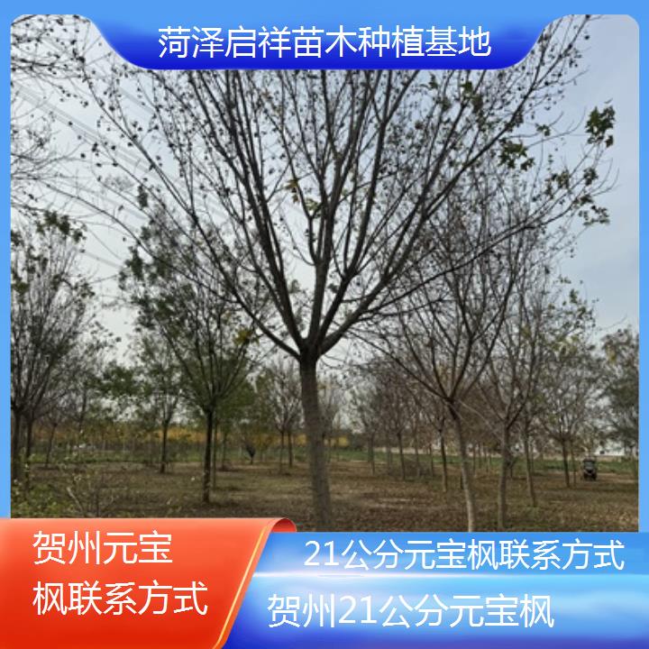 贺州21公分元宝枫联系方式-排名一览