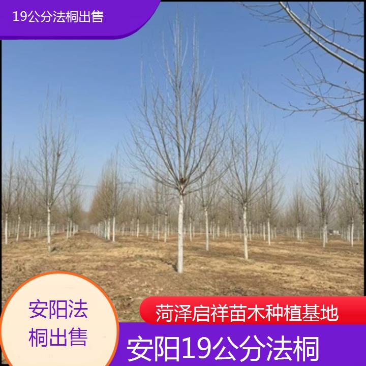 安阳19公分法桐出售-人气排行榜