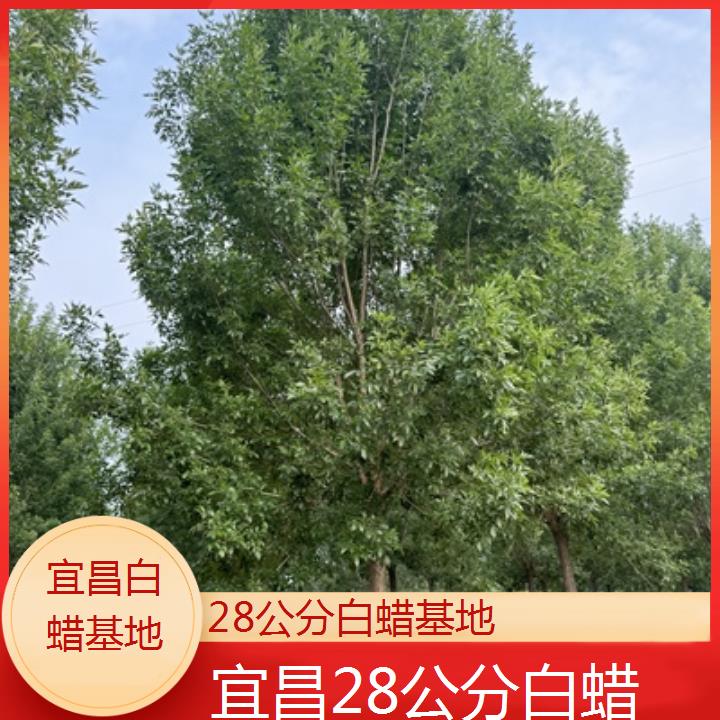 宜昌28公分白蜡基地-榜单一览