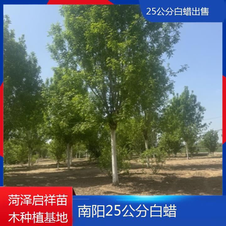 南阳25公分白蜡出售-榜单一览