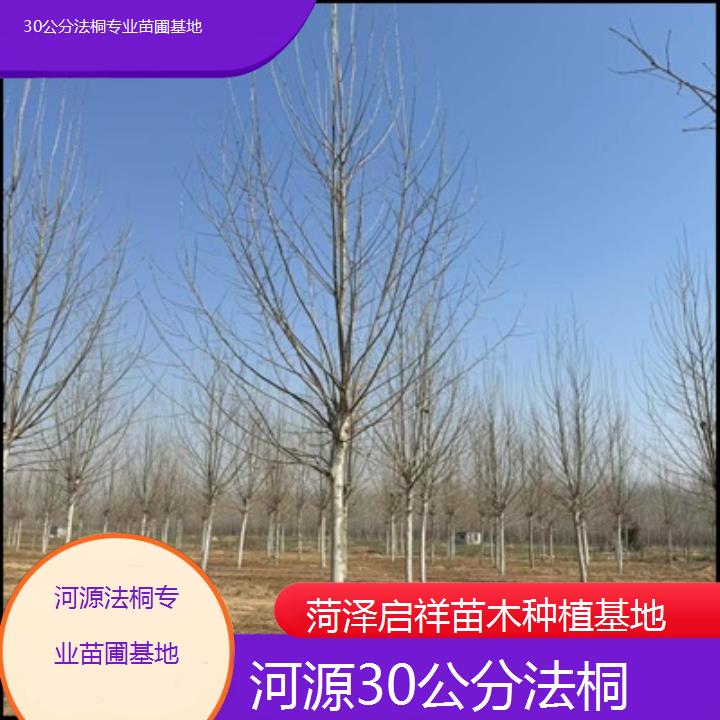 河源30公分法桐专业苗圃基地-人气排行榜