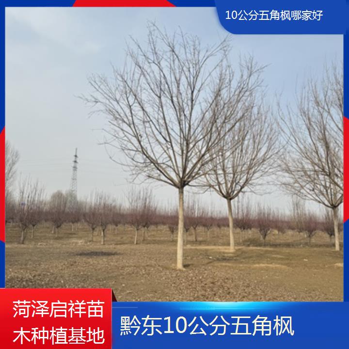 黔东10公分五角枫哪家好-榜单汇总